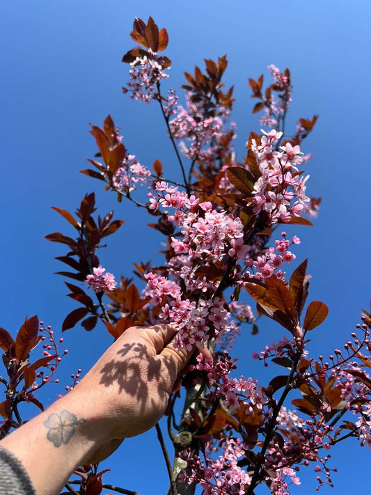 Prunus padus 'Colorata' Tuinplanten bloem