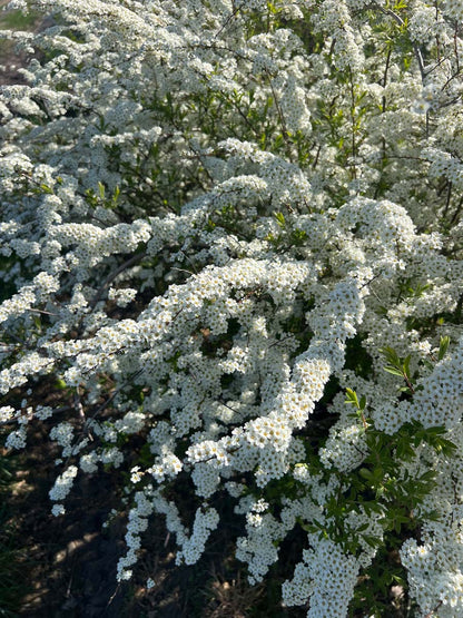 Spiraea arguta bloesem