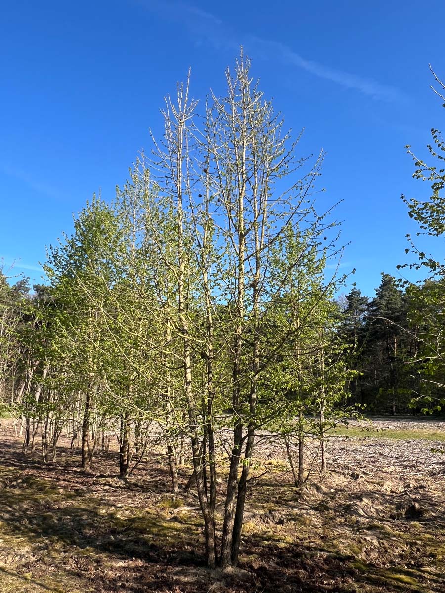 COCOLURN450-500DRMRSTAMw200300 hoogte 450-500