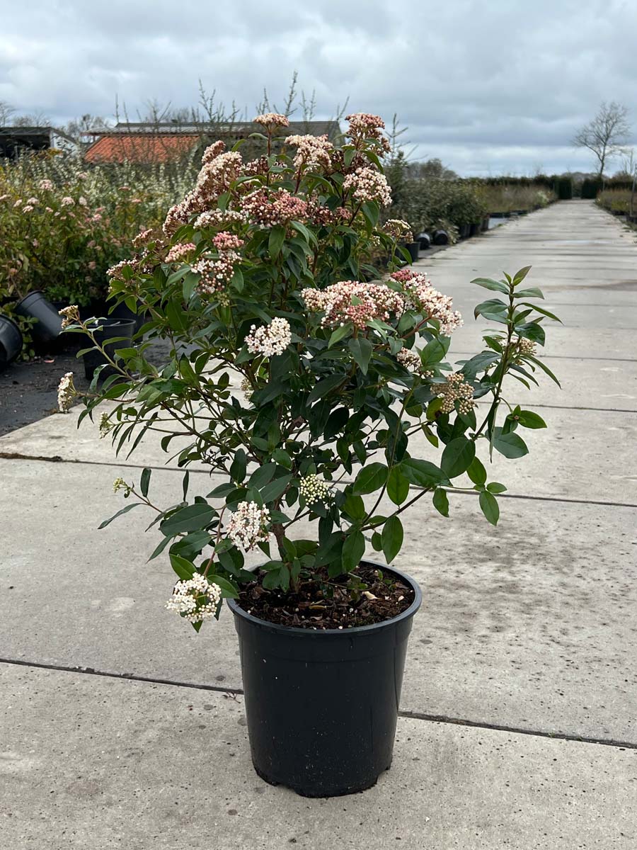 Viburnum tinus 'Eve Price' Tuinplanten tuinplant