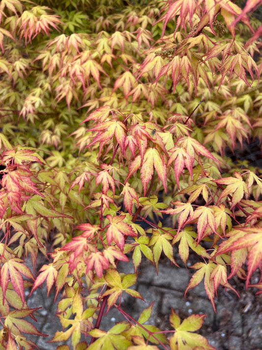 Acer palmatum 'Katsura' meerstammig / struik blad