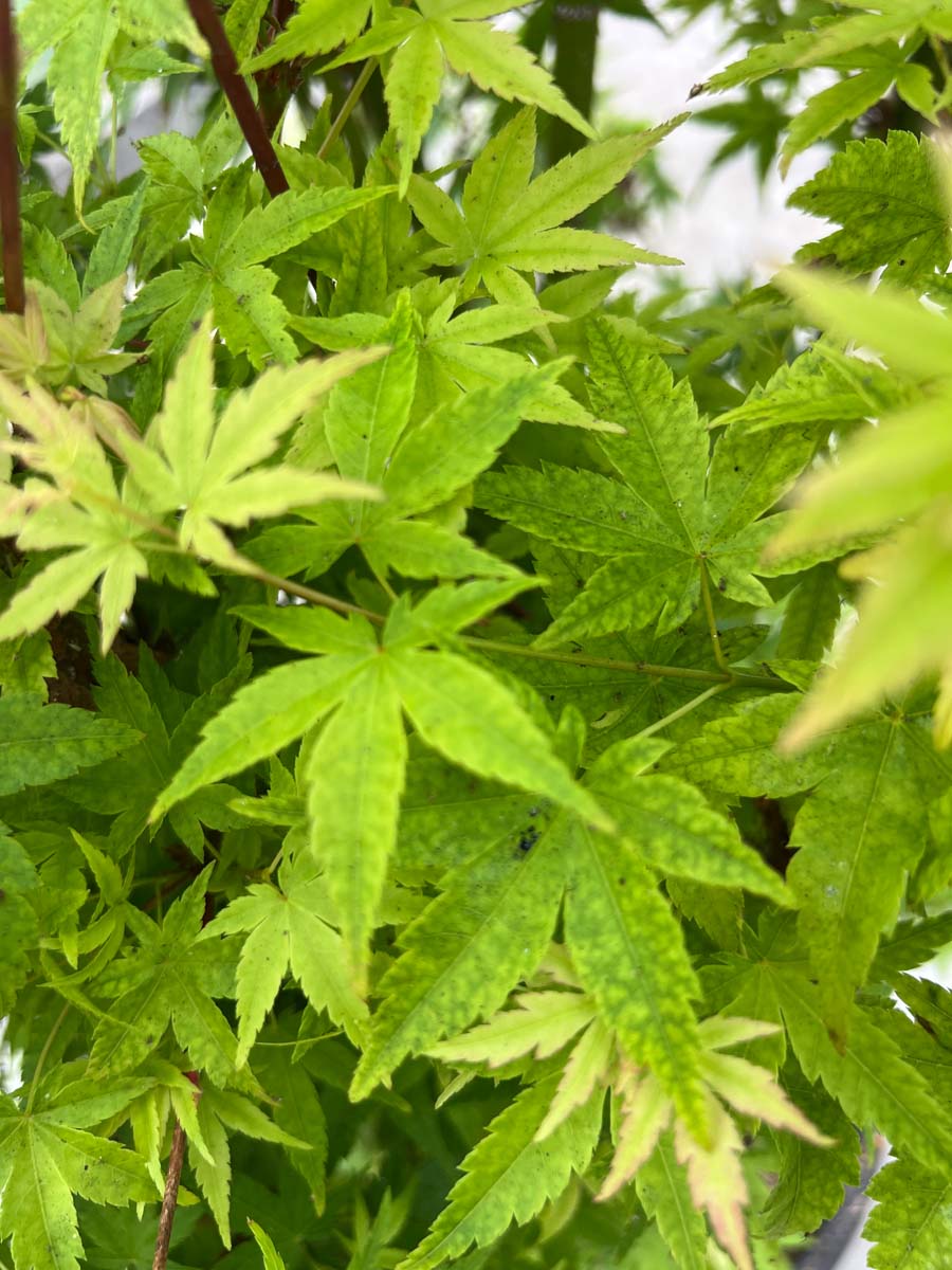 Acer palmatum 'Silhouette' meerstammig / struik blad