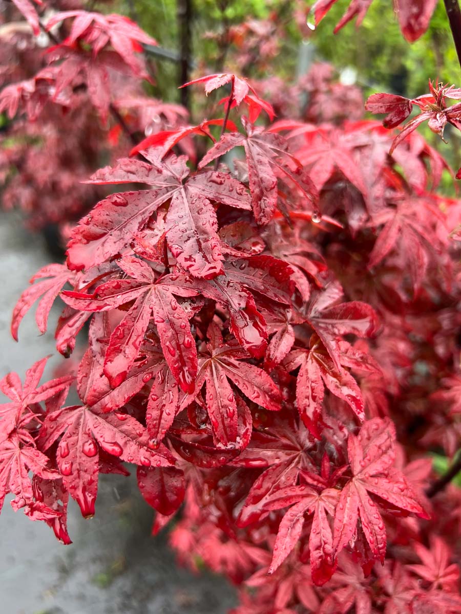 Acer palmatum 'Twombly's Red Sentinel' meerstammig blad