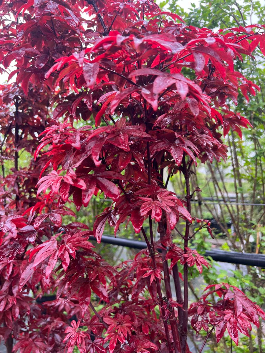 Acer palmatum 'Twombly's Red Sentinel' meerstammig blad
