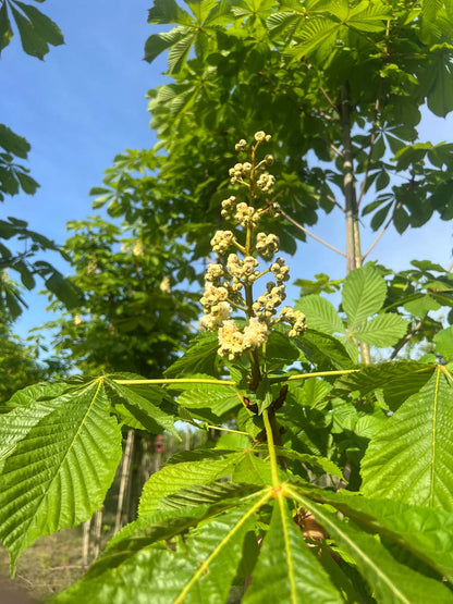 Aesculus hippocastanum 'Baumannii' op stam bloem