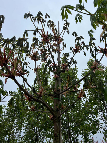 Aesculus turbinata op stam stam