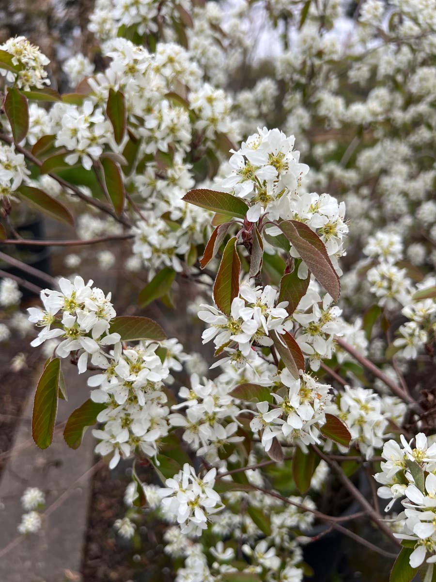 Amelanchier alnifolia 'Smoky' op stam bloem