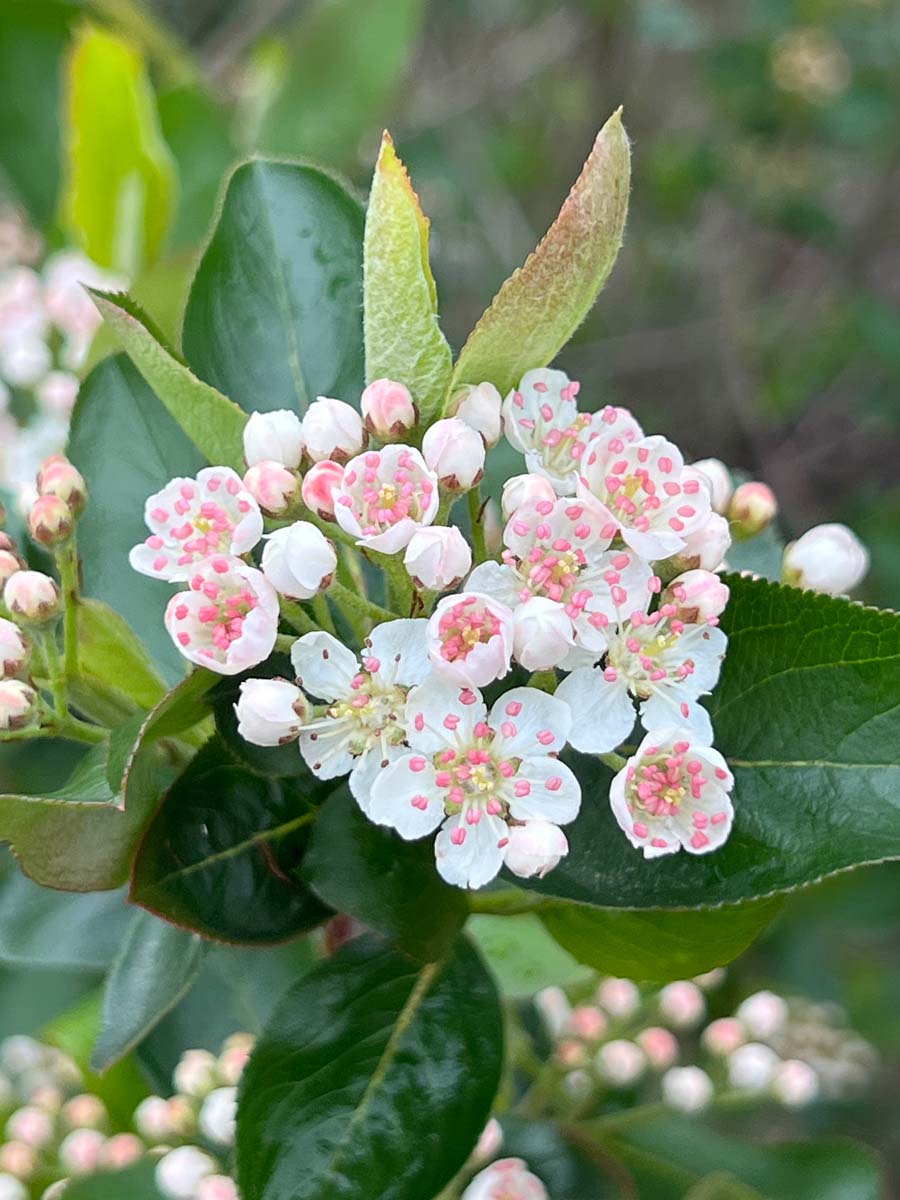 Aronia melanocarpa bloem