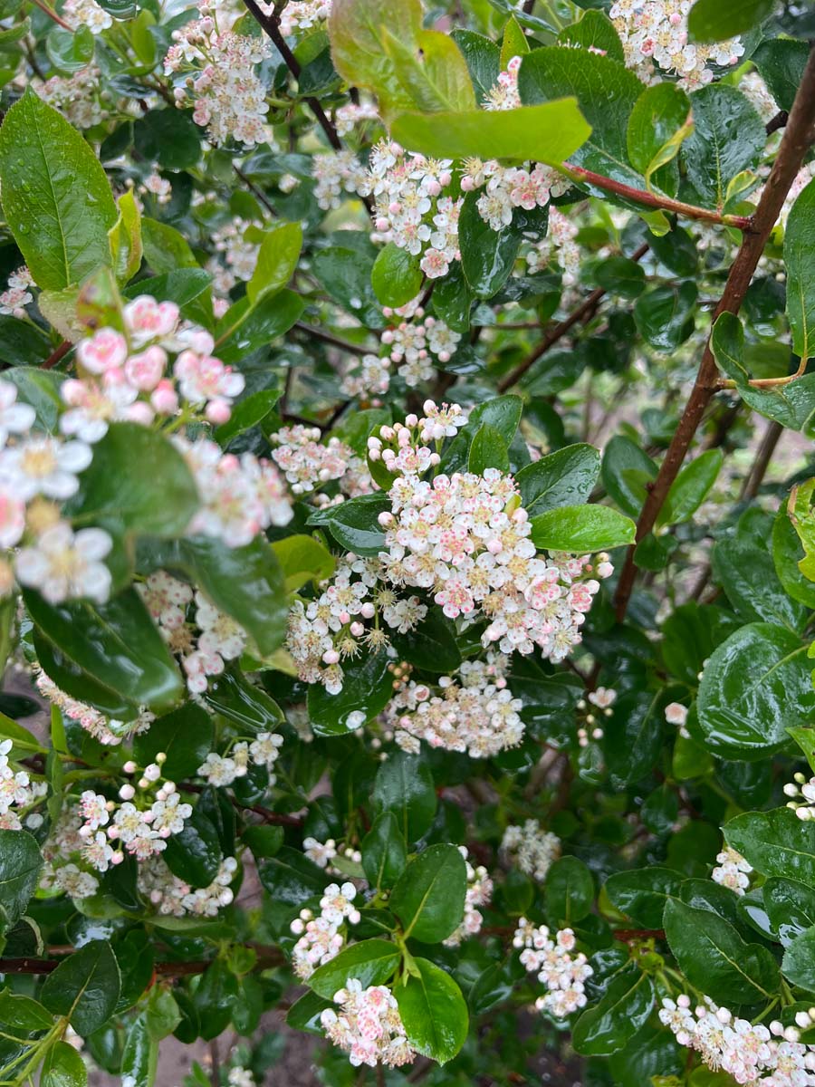 Aronia prunifolia Tuinplanten bloesem