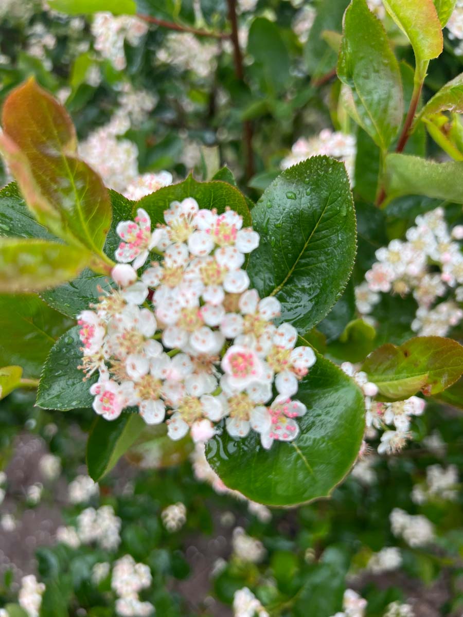 Aronia prunifolia meerstammig / struik bloem