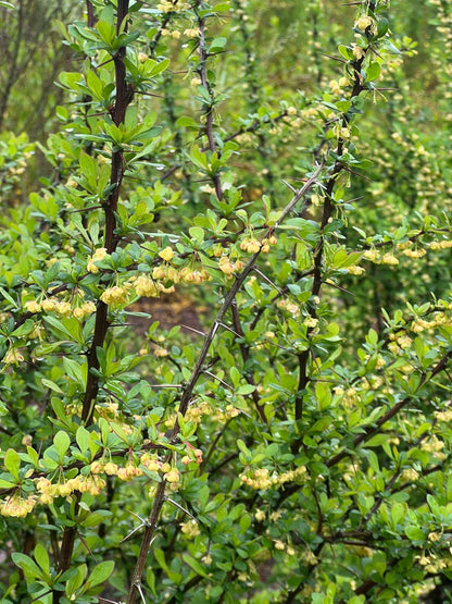 Berberis thunbergii blad