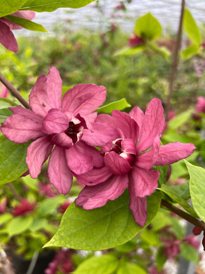 Calycanthus raulstonii 'Hartlage Wine' meerstammig / struik bloem