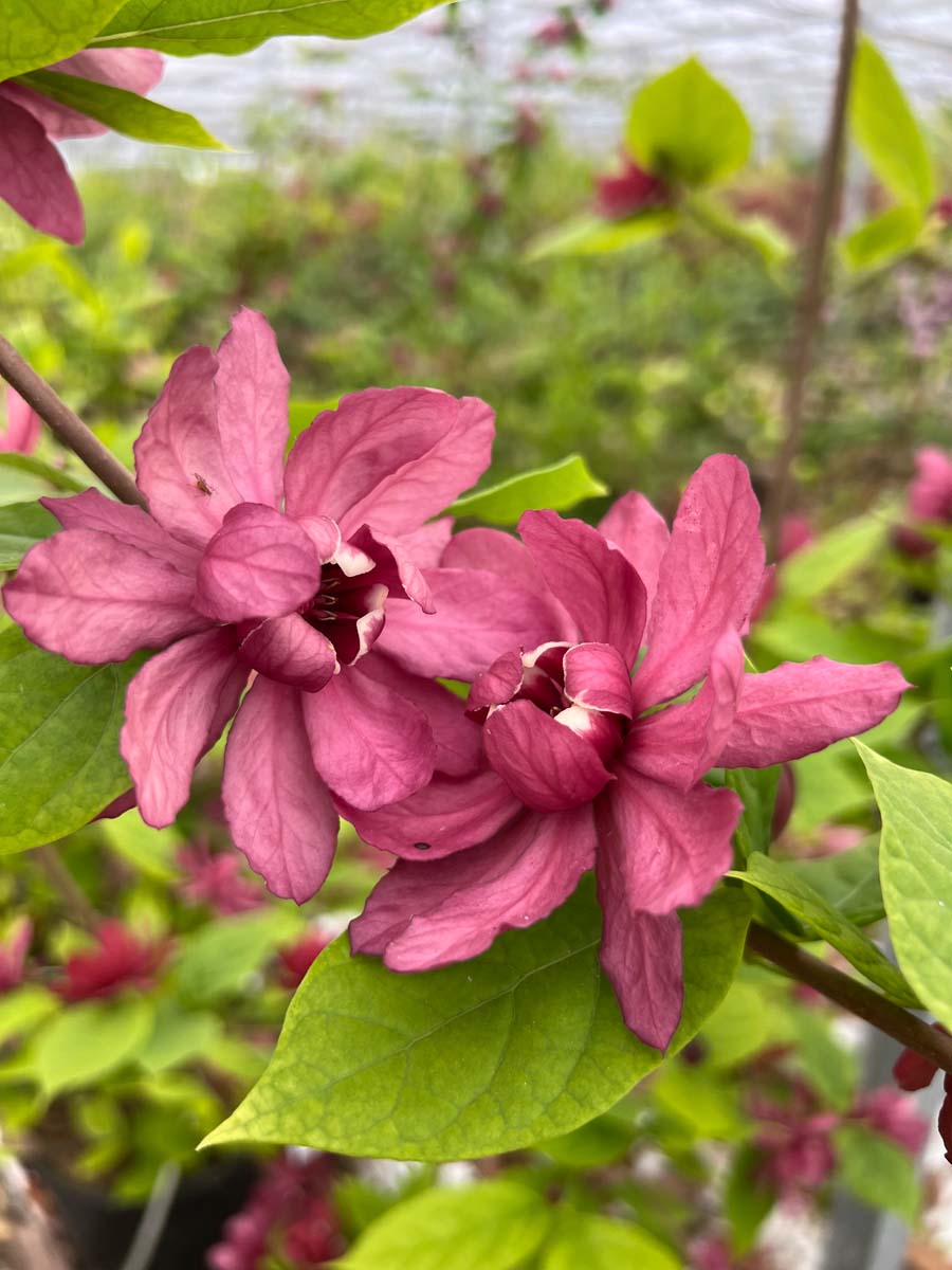 Calycanthus raulstonii 'Hartlage Wine' op stam bloem