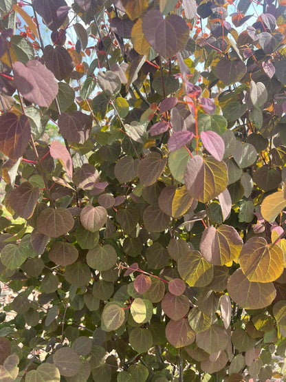 Cercidiphyllum japonicum haagplant bladeren