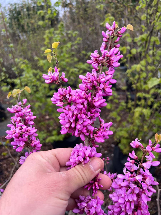 Cercis chinensis 'Avondale' Tuinplanten bloem