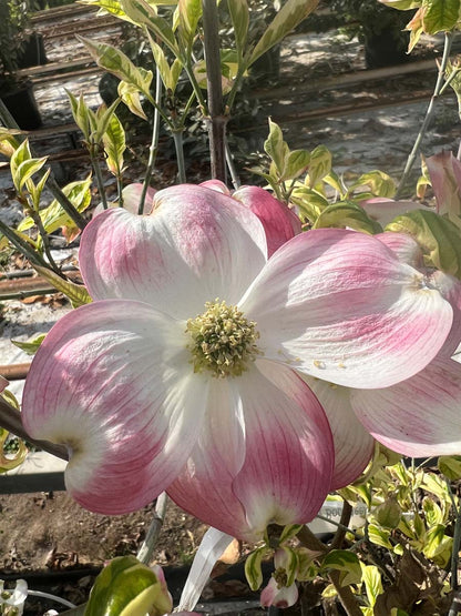 Cornus 'Celestial Shadow' bloem