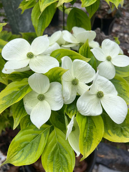 Cornus 'Celestial Shadow' Tuinplanten bloesem