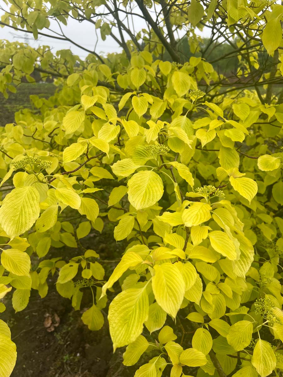 Cornus controversa 'Candlelight' op stam bladeren