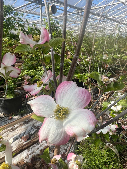 Cornus florida 'Sweetwater' meerstammig / struik bloem