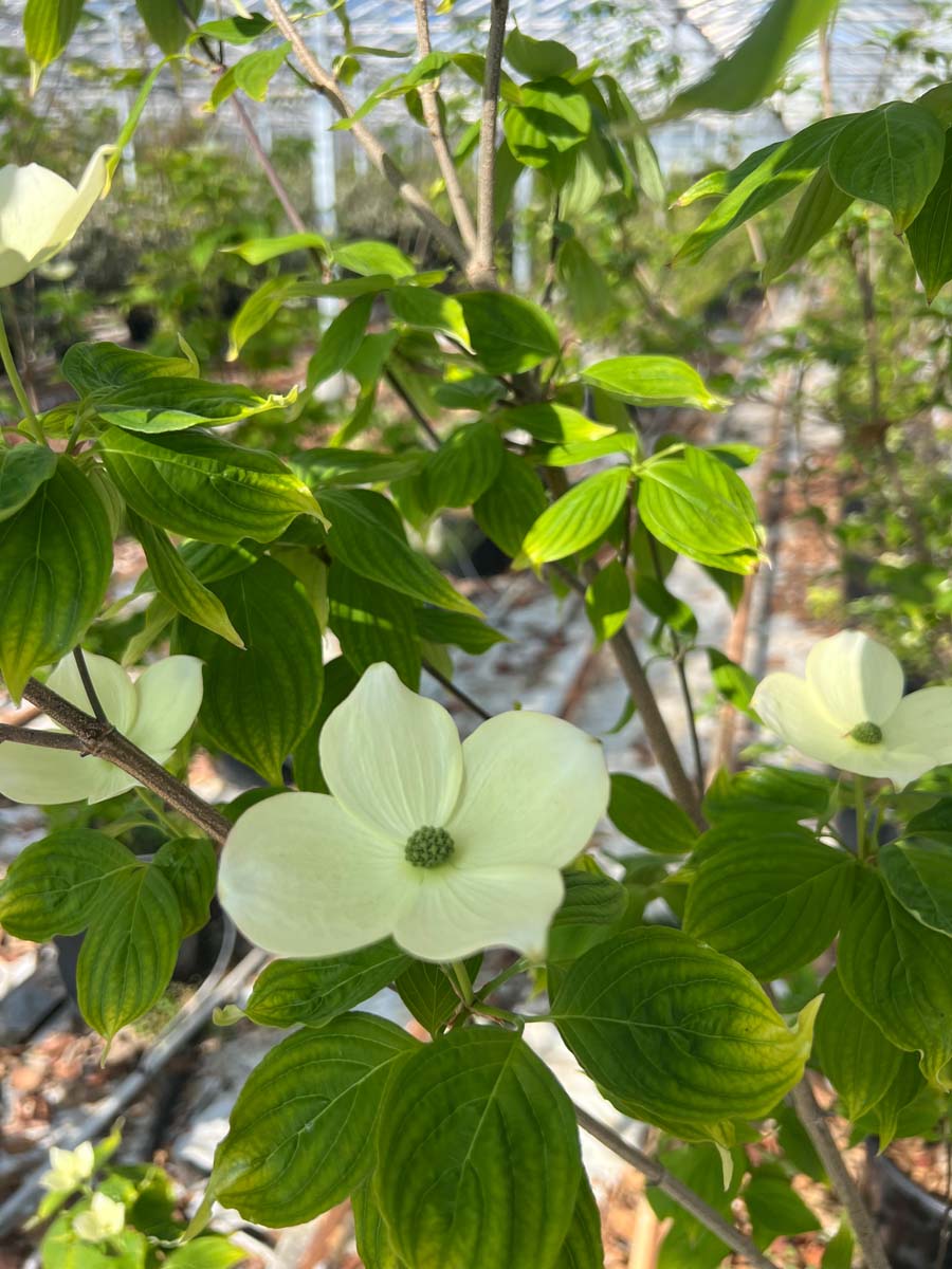Cornus 'Rutdan' op stam bloem