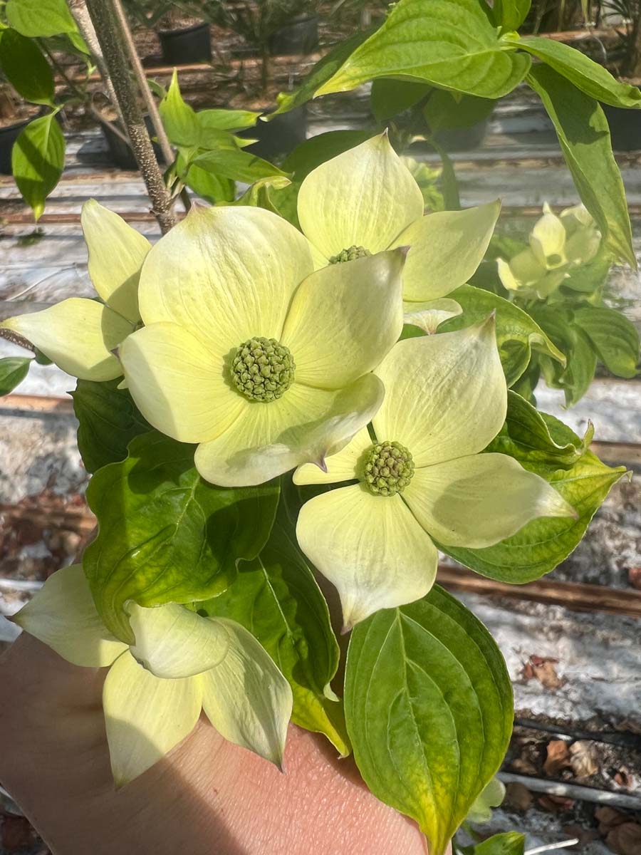 Cornus 'Rutdan' op stam bloesem