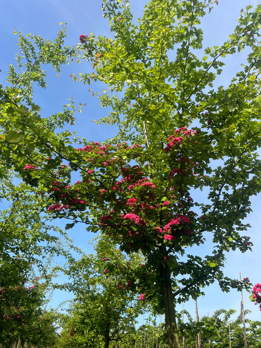 Crataegus media 'Paul's Scarlet' haagplant kroon