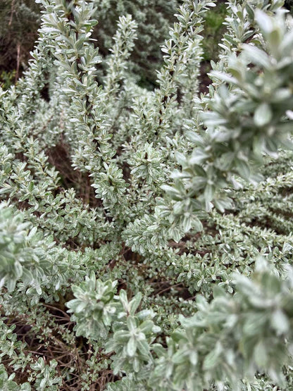 Hippophae rhamnoides 'Hikul' meerstammig / struik bladeren