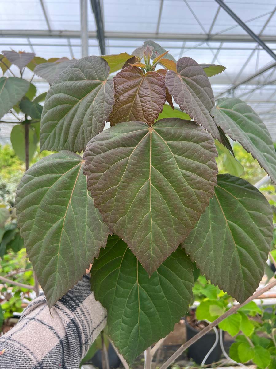 Idesia polycarpa Tuinplanten blad