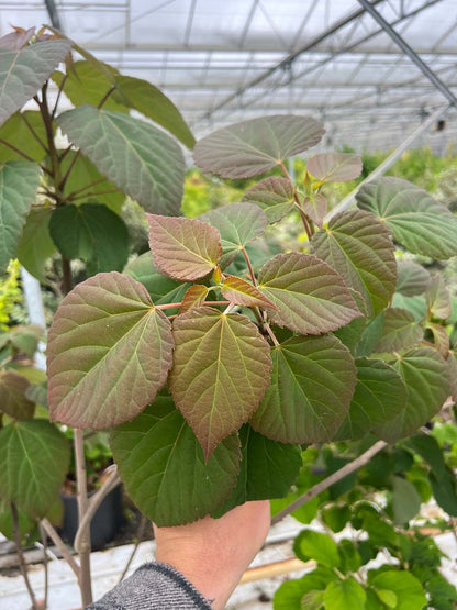 Idesia polycarpa op stam bladeren