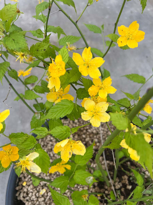 Kerria japonica meerstammig / struik bloem