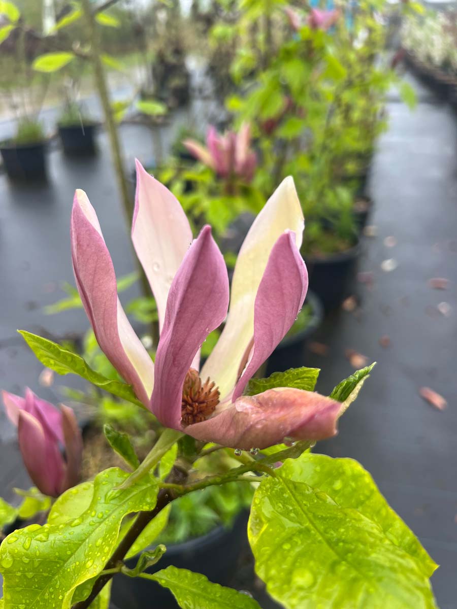 Magnolia 'Black Beauty' Tuinplanten bloem