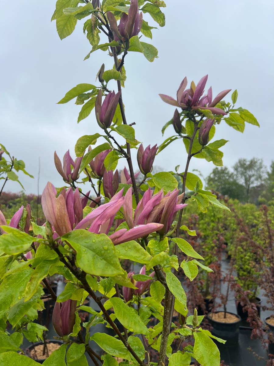 Magnolia 'Black Beauty' meerstammig / struik bloem