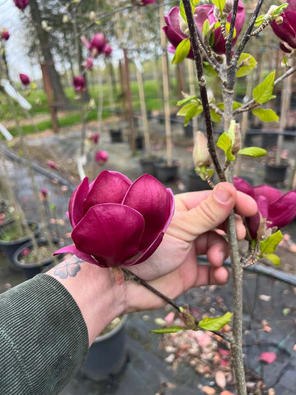 Magnolia 'Genie' haagplant bloem