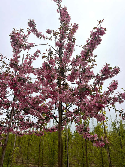 Malus 'Almey' op stam kroon