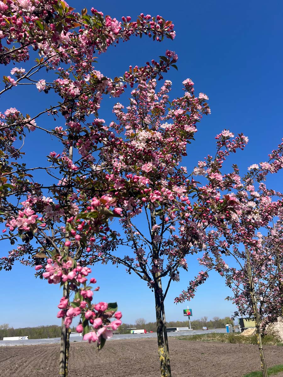 Malus 'D.V.P. Obel' op stam kroon