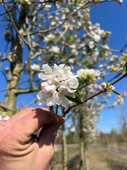 Malus 'Rinki' leiboom bloem