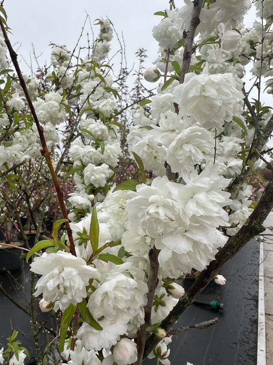 Prunus glandulosa 'Alba Plena' Tuinplanten bloem
