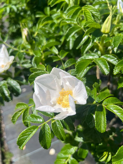 Rosa rugosa 'Alba' haagplant bloem