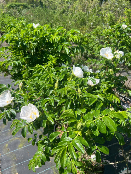 Rosa rugosa 'Alba' haagplant bloemen