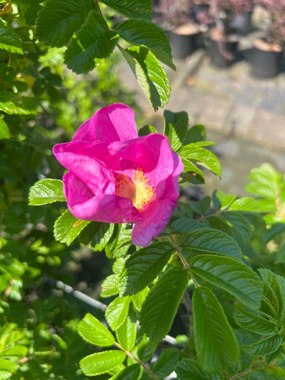 Rosa rugosa 'Rubra' haagplant bloem