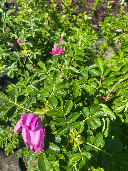 Rosa rugosa 'Rubra' haagplant blad