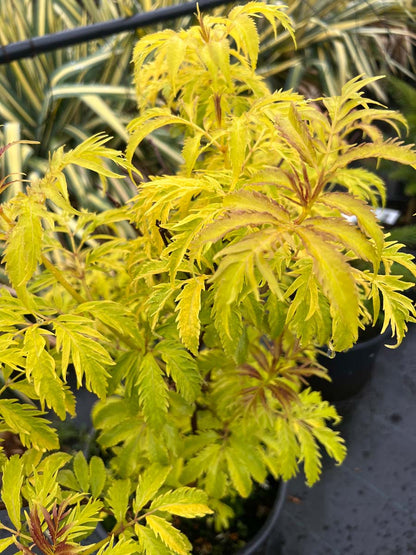 Sambucus racemosa 'Plumosa Aurea' meerstammig / struik blad
