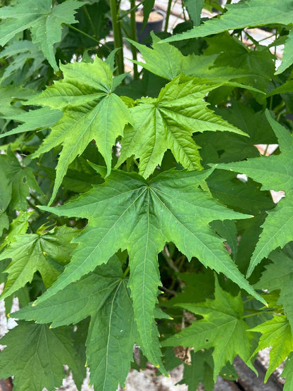 Sida hermaphrodita meerstammig / struik blad