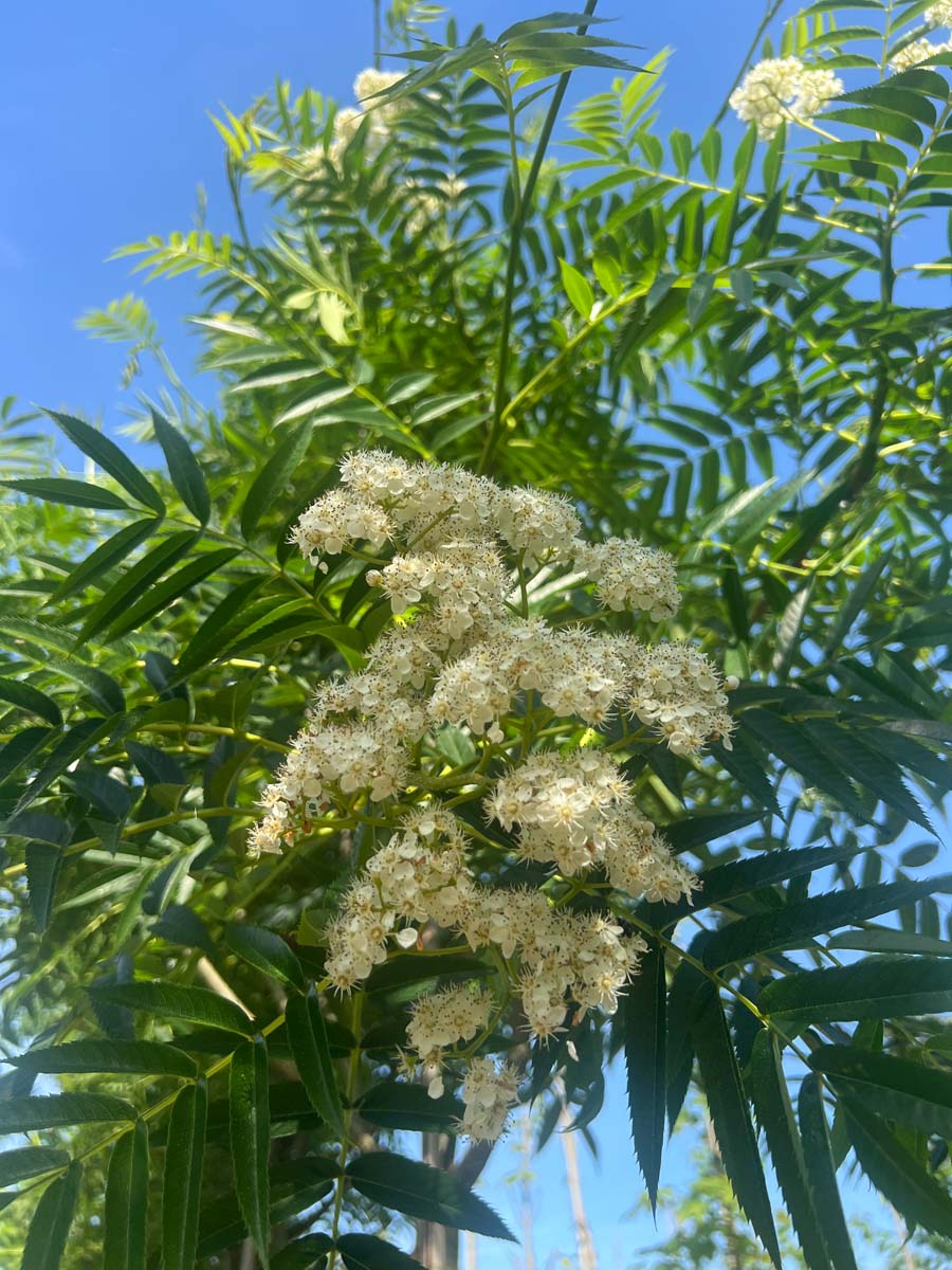 Sorbus 'Dodong' Tuinplanten bloem