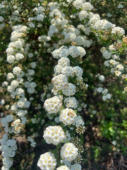 Spiraea vanhouttei bloesem
