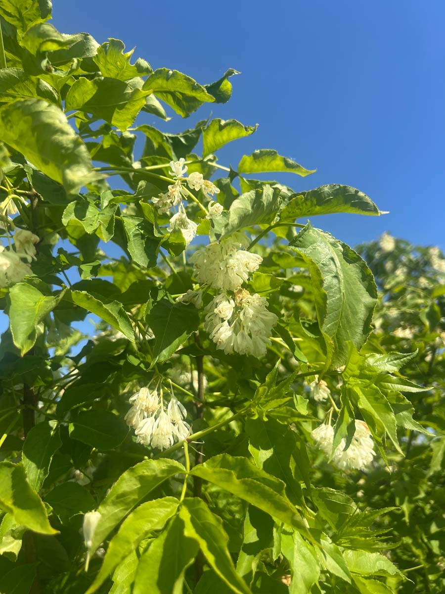 Staphylea coulombieri meerstammig / struik bloem