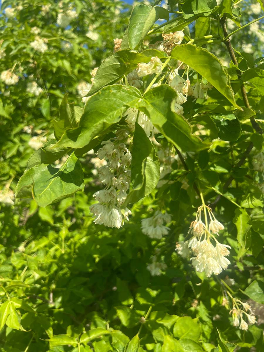 Staphylea coulombieri meerstammig / struik bloem