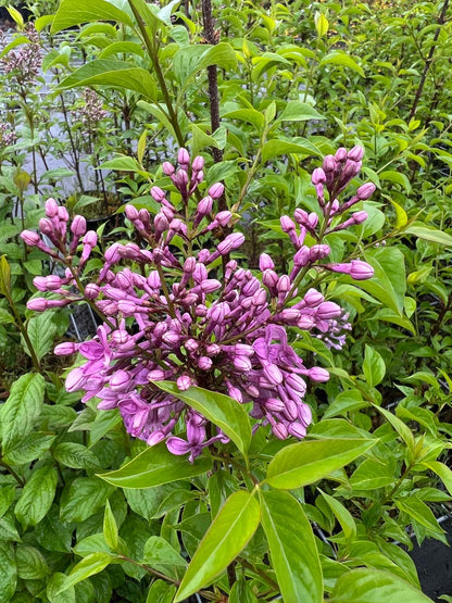 Syringa chinensis 'Saugeana' bloem