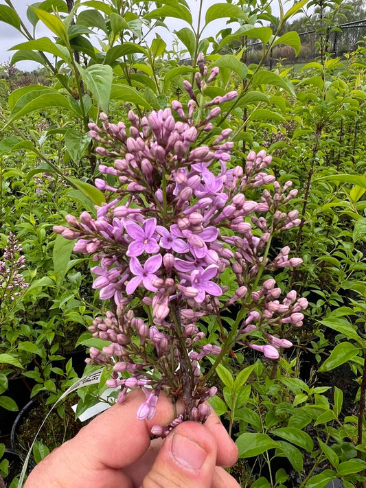 Syringa chinensis 'Saugeana' bloem