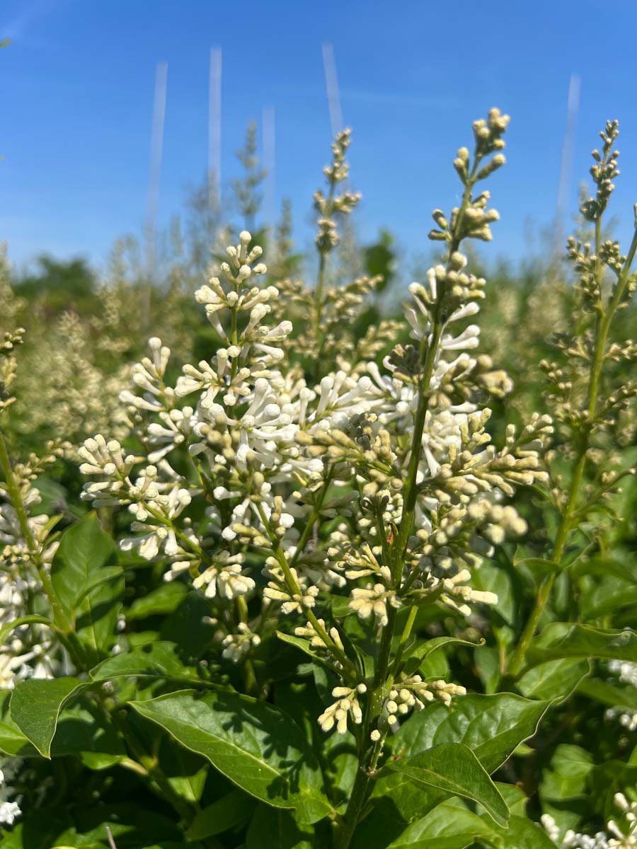 Syringa henryi 'Tammelan Kaunotar' meerstammig / struik bloem